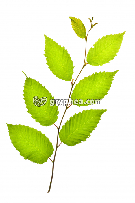 Charme - rameau avec feuilles (Carpinus betulus)  - gryphea.com